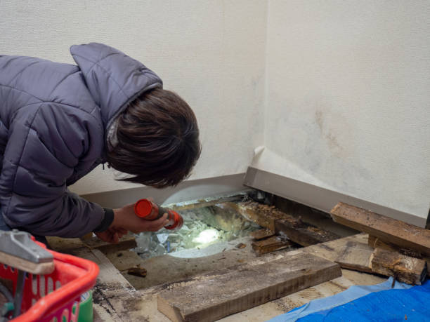 Best Dehumidification Services  in Seymour, TN