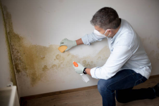 Best Mold Prevention Services  in Seymour, TN